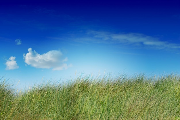 Tall green grass blue sky and one cloud the image is saturated, the cloud is on the left side, the grass is uncutted