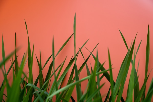 Tall green grass on a pastel rose background with free space