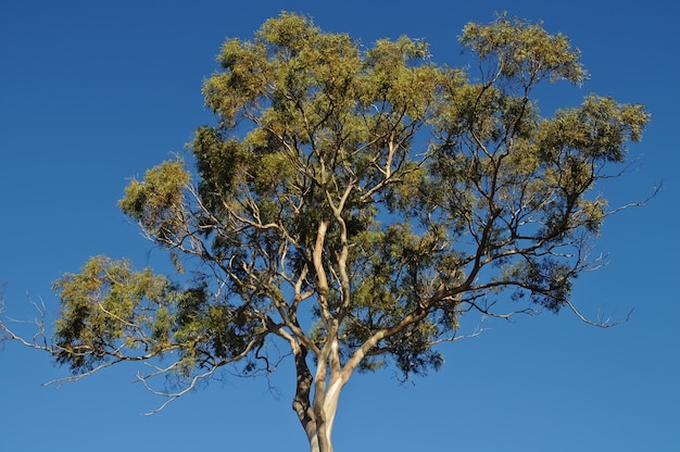 Tall gum tree in Tasmania Australia in Summer