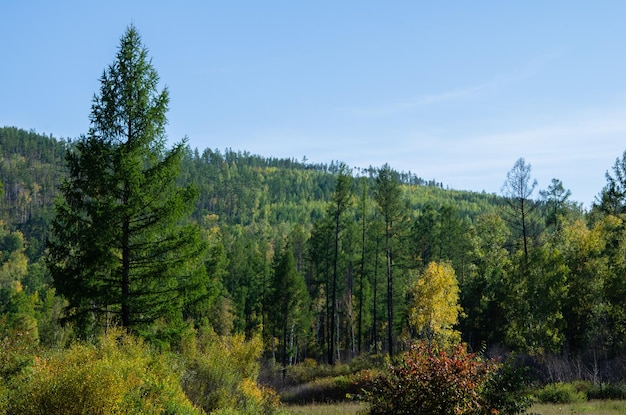 Tall larches in the middle of the bushes. Beautiful autumn landscape.