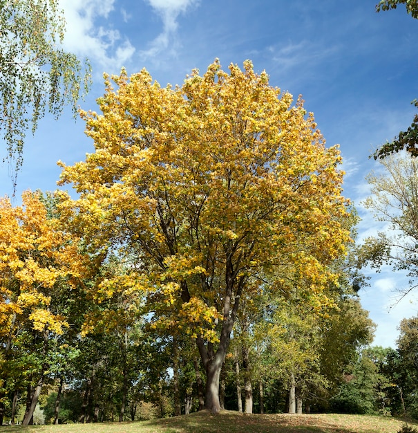 A tall lonely growing maple with yellowed foliage during an autumnal fall fall, sunny weather, a tree against a blue sky