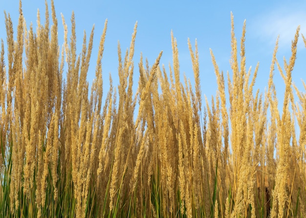 Tall ornamental grass with spikelets against the sky Nature background