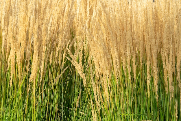 Tall ornamental grass with spikelets Plant nature background