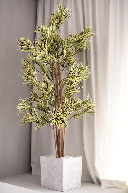 A tall ornamental plant with leaves stands on the windowsill next to a light curtain