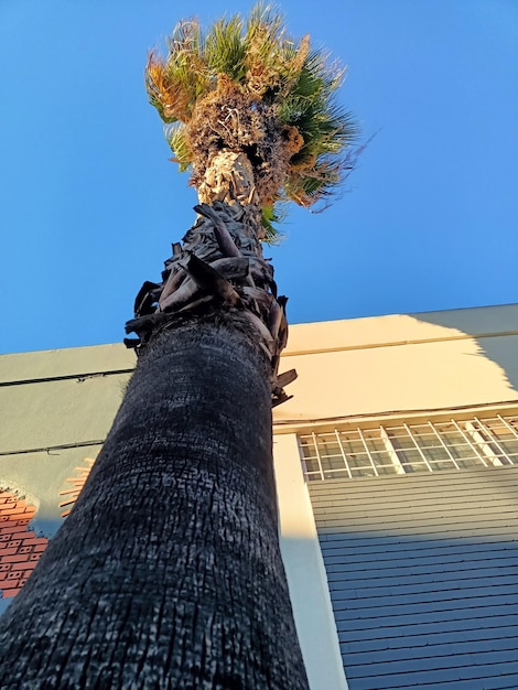 A tall palm tree against the blue sky grows in the city of Lisbon