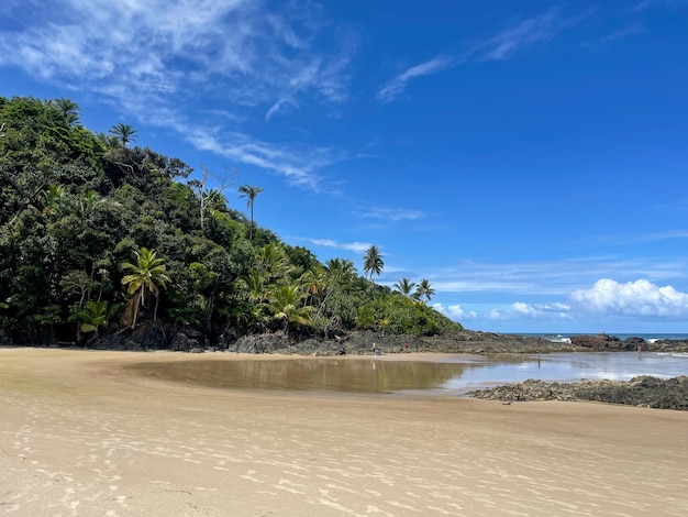 Tall palm trees on the beaches in Itacare Bahia on the 4 beaches trail