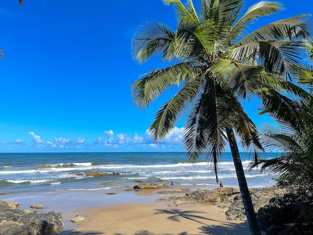 Tall palm trees on the beaches in Itacare Bahia on the 4 beaches trail