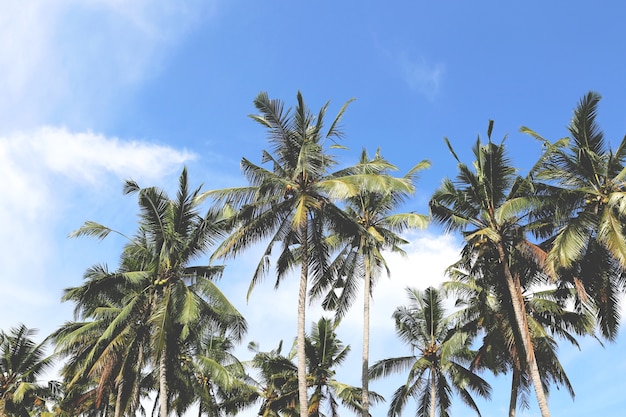 Tall palm trees from the bottom view.