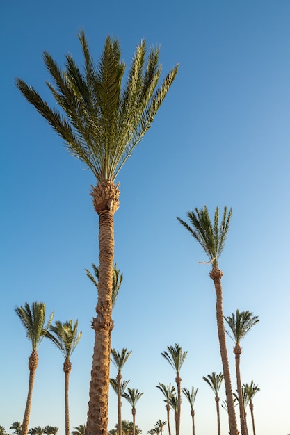 Tall palm trees growing in Egypt against a bright blue sky. Travel and tourism concept.