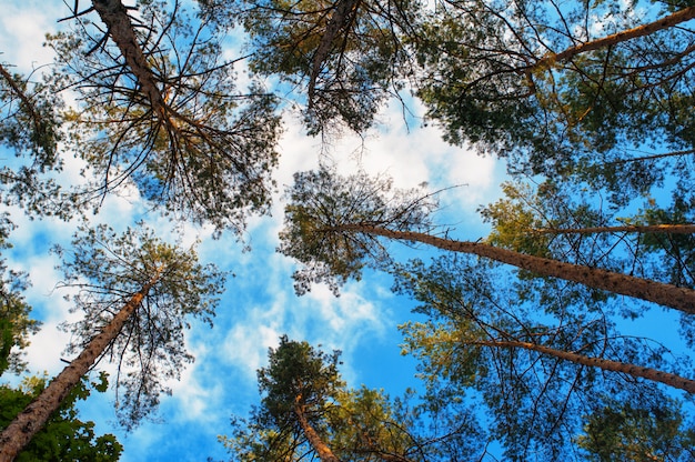 Tall pine trees on a background of clouds in the forest