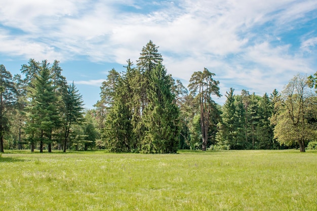 Tall pine trees on a glade in the arboretum