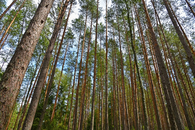 Tall pine trees in a Russian forest in summer