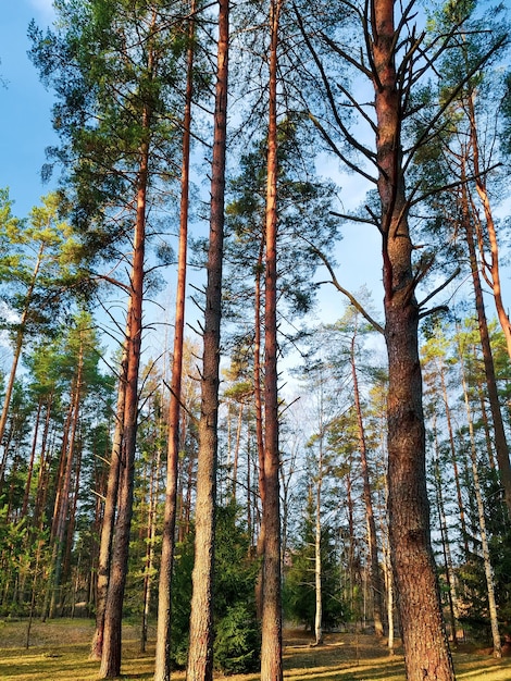 Tall pine trees at sunset Coniferous forest in sun natural landscape