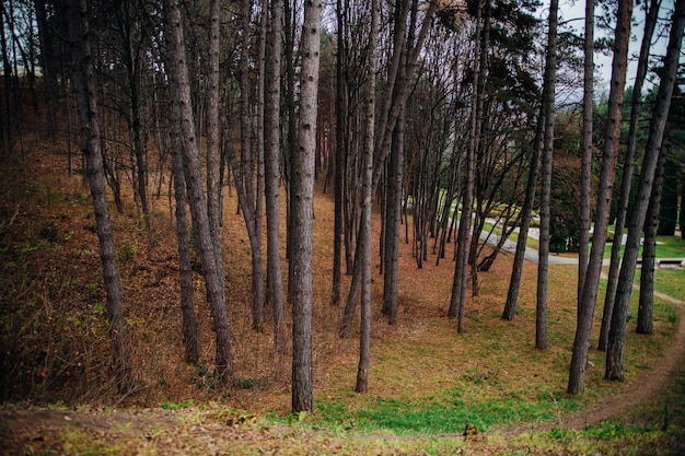 Tall pines in the park in autumn Forest or coniferous grove