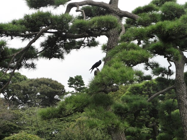 Photo a tall and robust tree with a bird in its branches