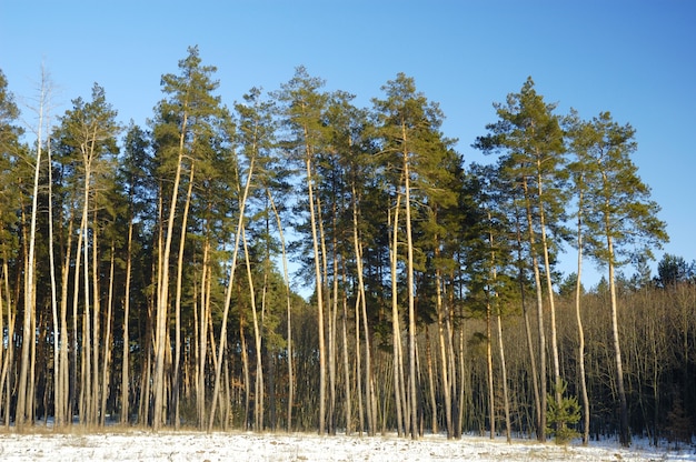 Tall smooth snowy pines stand on the edge of the forest