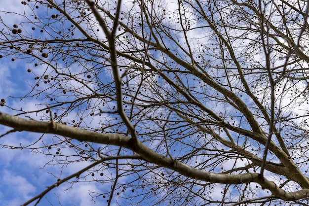 a tall sycamore tree with branches without foliage a sycamore tree with hanging balls in early spring