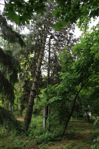 Photo a tall tree in a forest