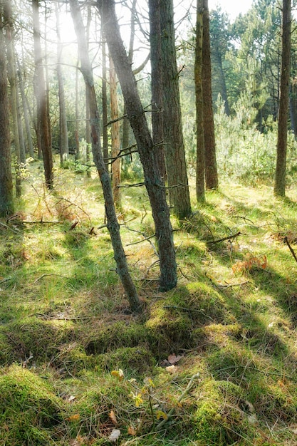 Photo tall trees in a forest in autumn lots of tree trunks covered in moss in the woods on a sunny afternoon nature landscape of wild forestry environment with early fall leaves among green grass