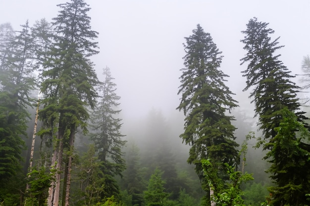 Tall trees in the forest in the mountains covered with the fog