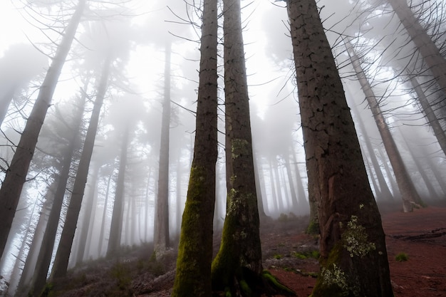 Tall trees in the forest in the mountains covered with the fog