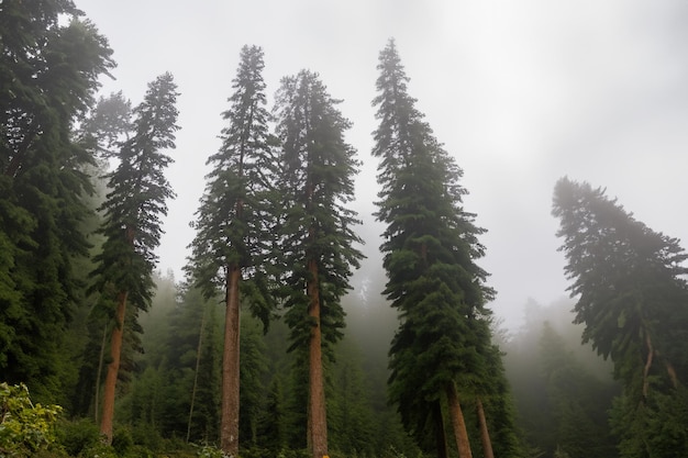 Photo tall trees in the forest in the mountains covered with the fog