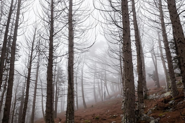 Tall trees in the forest in the mountains covered with the fog