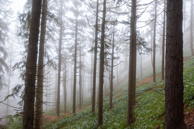 Tall trees in the forest in the mountains covered with the fog