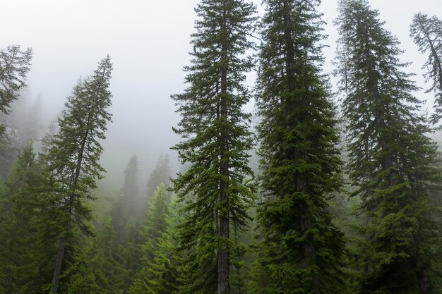 Tall trees in the forest in the mountains covered with the fog