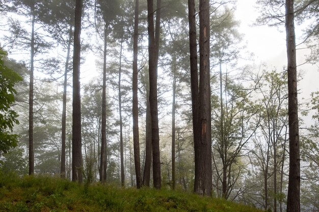 Tall trees in the forest in the mountains covered with the fog