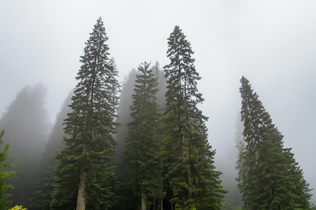 Tall trees in the forest in the mountains covered with the fog