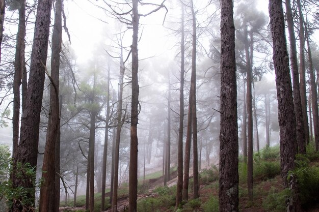 Tall trees in the forest in the mountains covered with the fog