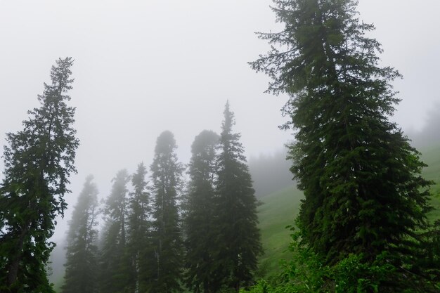 Tall trees in the forest in the mountains covered with the fog