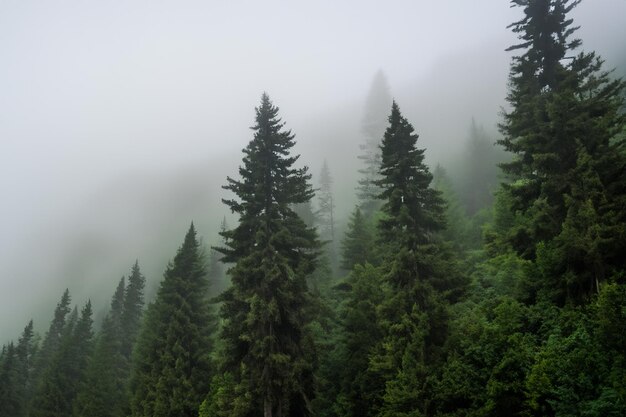 Tall trees in the forest in the mountains covered with the fog