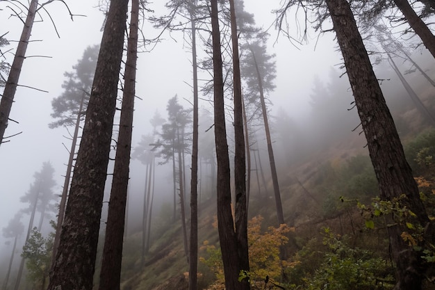 Tall trees in the forest in the mountains covered with the fog