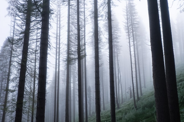 Tall trees in the forest in the mountains covered with the fog