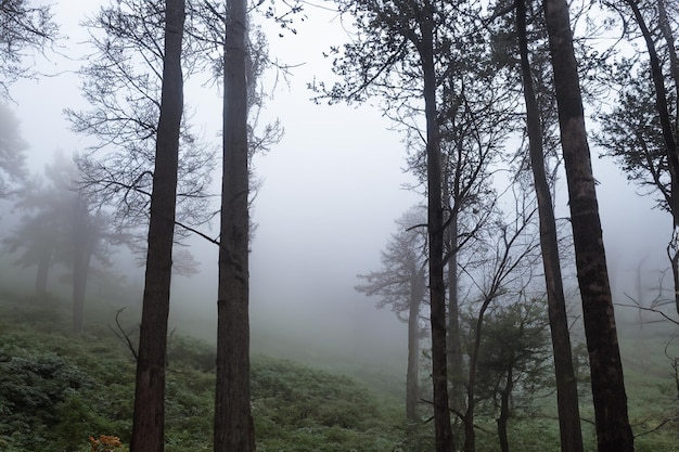 Tall trees in the forest in the mountains covered with the fog