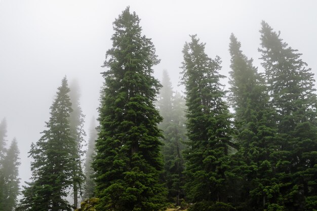 Tall trees in the forest in the mountains covered with the fog