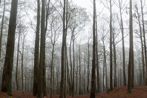 Tall trees in the forest in the mountains covered with the fog