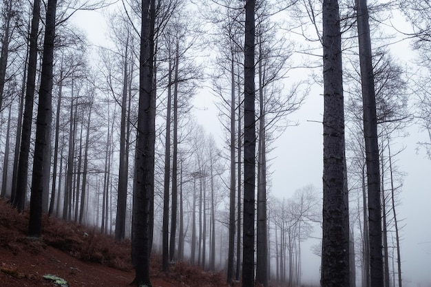 Tall trees in the forest in the mountains covered with the fog