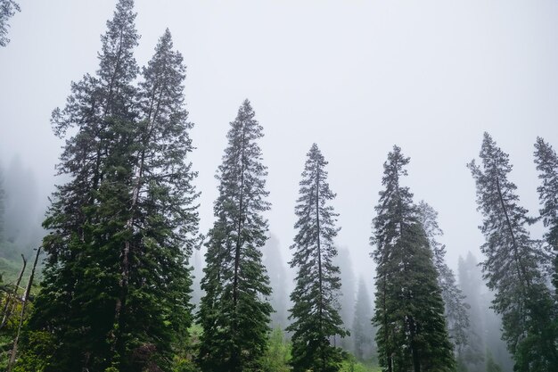 Tall trees in the forest in the mountains covered with the fog