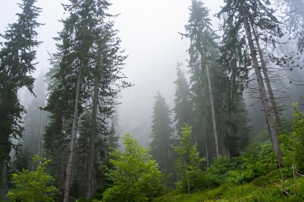 Tall trees in the forest in the mountains covered with the fog