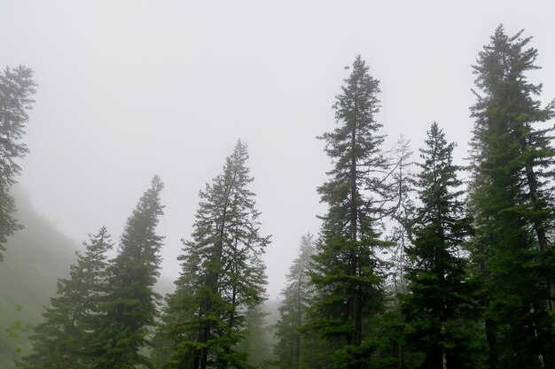 Tall trees in the forest in the mountains covered with the fog