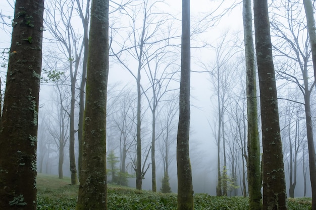 Tall trees in the forest in the mountains covered with the fog