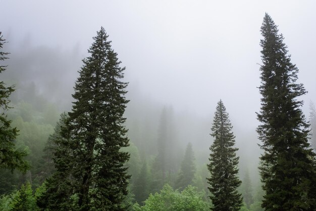 Tall trees in the forest in the mountains covered with the fog