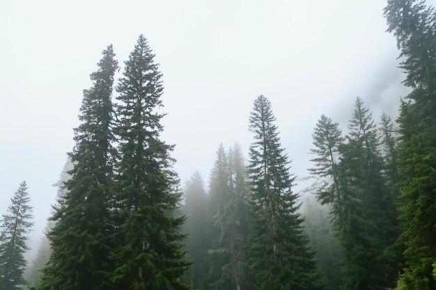 Tall trees in the forest in the mountains covered with the fog