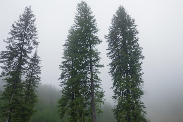 Tall trees in the forest in the mountains covered with the fog