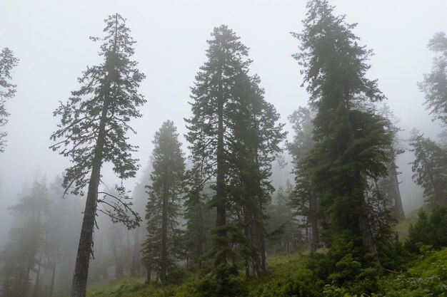 Tall trees in the forest in the mountains covered with the fog