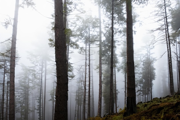 Tall trees in the forest in the mountains covered with the fog