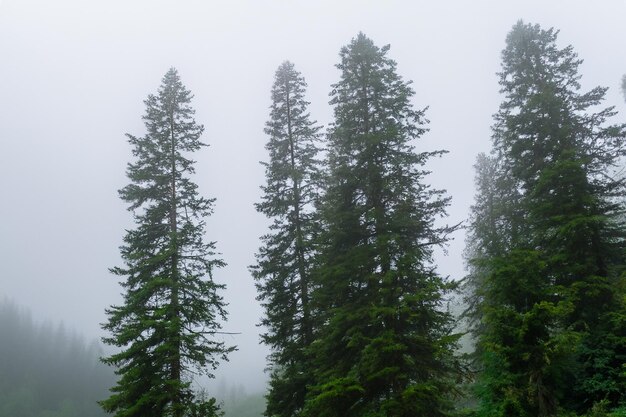 Tall trees in the forest in the mountains covered with the fog